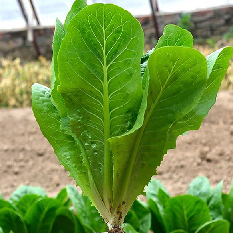 孔雀菜种子一年四季种耐寒沙拉高钙直立生菜种子