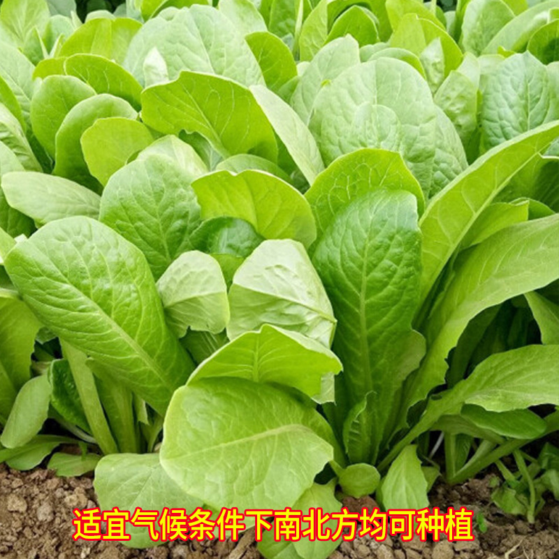 孔雀菜种子一年四季种耐寒沙拉高钙直立生菜种子