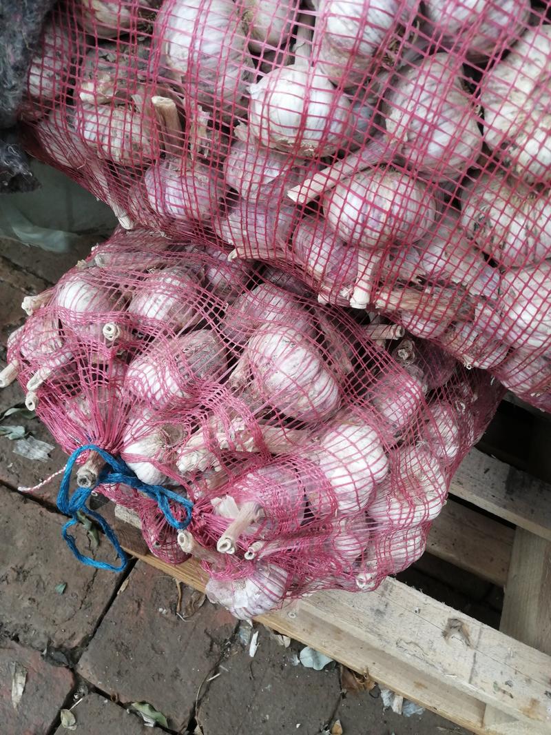 ［新品上市］紫皮大蒜蒜头现挖现发新鲜发货产地直发质量保证