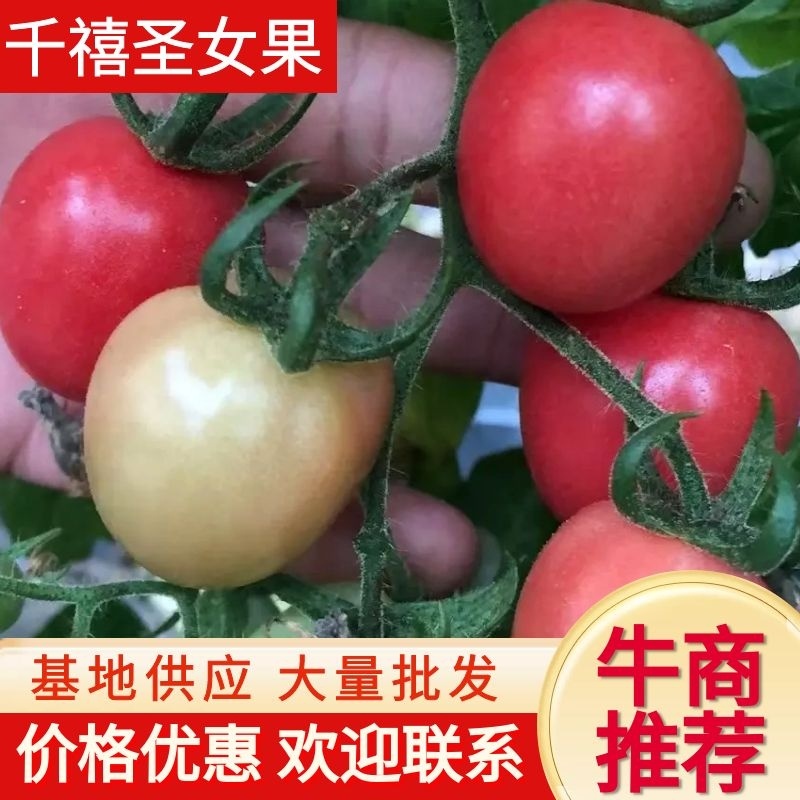 【牛商推荐】滑县基地千禧果圣女果大量上市中，欢迎来电