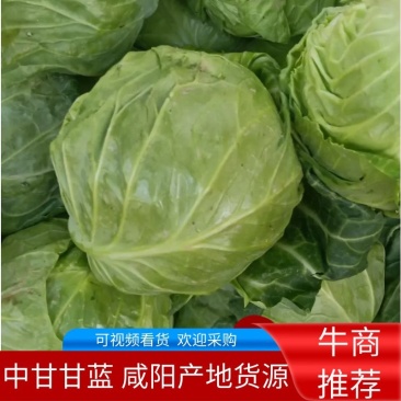 甘蓝，圆包菜，包菜，花白，绿甘蓝，三原圆包菜量大从优