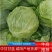 甘蓝，圆包菜，包菜，花白，绿甘蓝，三原圆包菜量大从优