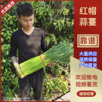 【推荐】产地直供精品红帽蒜薹60-70cm商超直供！