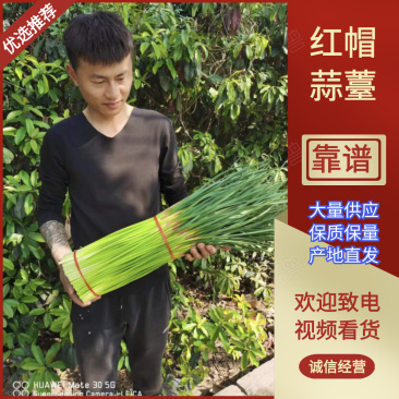 【推荐】产地直供精品红帽蒜薹60-70cm商超直供！