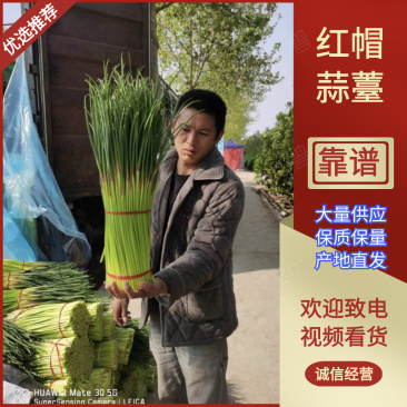 【推荐】河南中牟红帽蒜苔产地直供货源充足质量保证