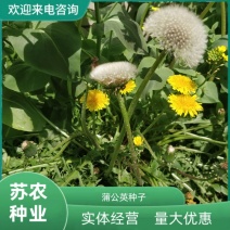 蒲公英种子的种籽四季婆婆丁孑春秋冬季种植药用盆栽蔬菜青菜