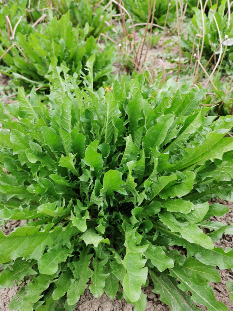 蒲公英种子的种籽四季婆婆丁孑春秋冬季种植药用盆栽蔬菜青菜