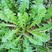 蒲公英种子的种籽四季婆婆丁孑春秋冬季种植药用盆栽蔬菜青菜