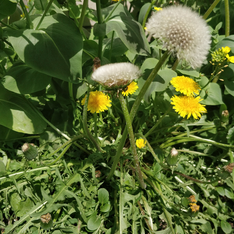 蒲公英种子的种籽四季婆婆丁孑春秋冬季种植药用盆栽蔬菜青菜