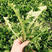蒲公英种子的种籽四季婆婆丁孑春秋冬季种植药用盆栽蔬菜青菜