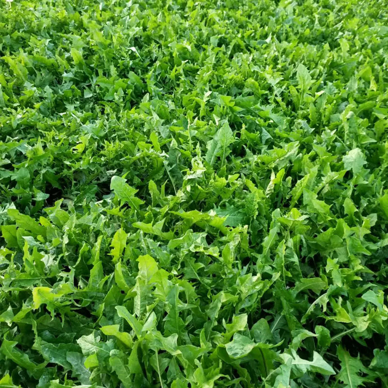 蒲公英种子的种籽四季婆婆丁孑春秋冬季种植药用盆栽蔬菜青菜
