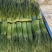 【实力热卖】河南蒜苔红帽蒜薹现拔现发可对接商超批发市场