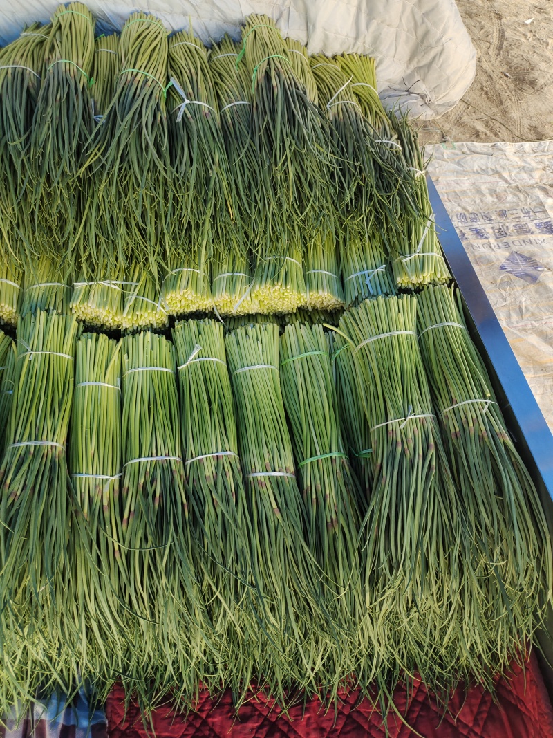 【实力热卖】河南蒜苔红帽蒜薹现拔现发可对接商超批发市场