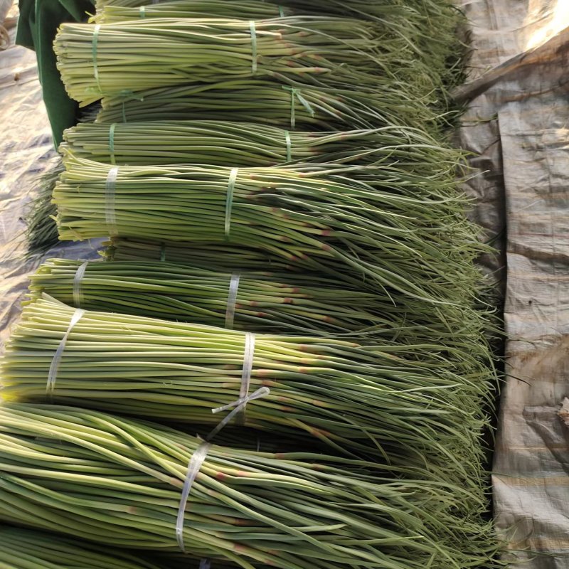 【实力热卖】河南蒜苔红帽蒜薹现拔现发可对接商超批发市场