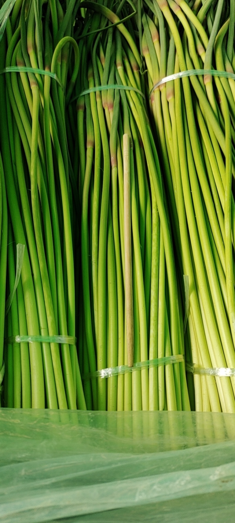 【实力热卖】河南蒜苔红帽蒜薹现拔现发可对接商超批发市场