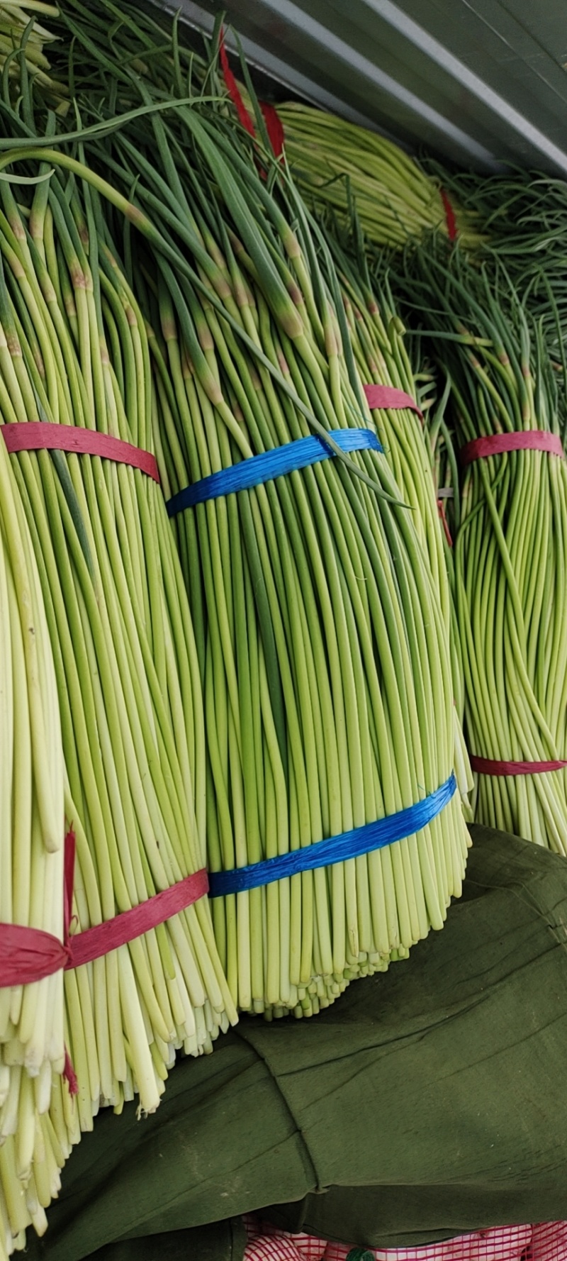 【实力热卖】河南蒜苔红帽蒜薹现拔现发可对接商超批发市场