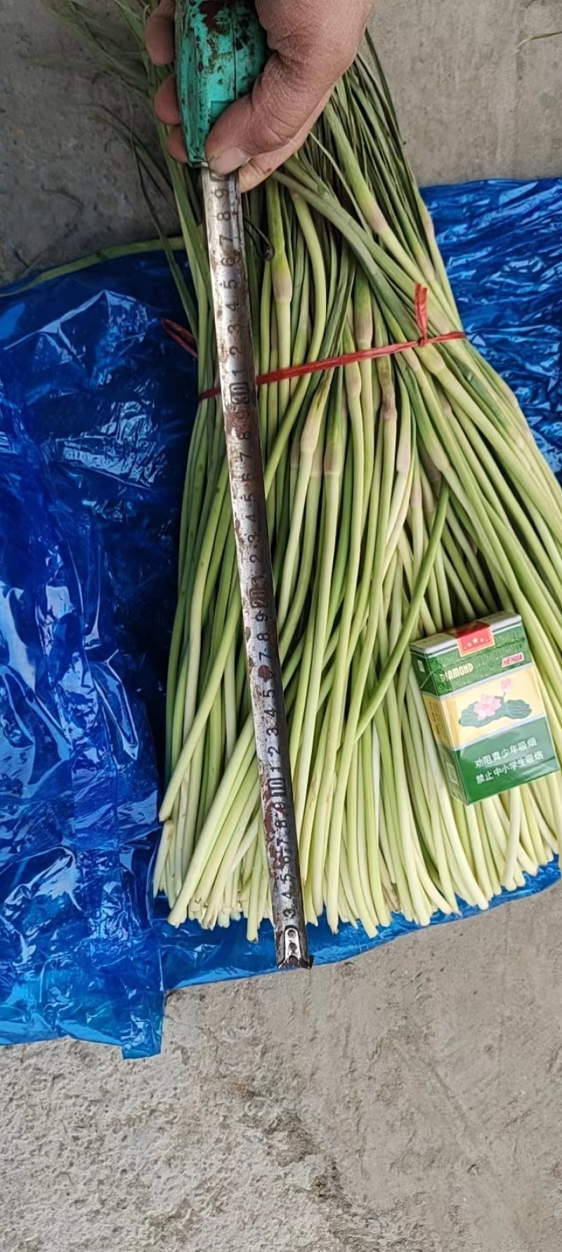 【实力热卖】河南蒜苔红帽蒜薹现拔现发可对接商超批发市场