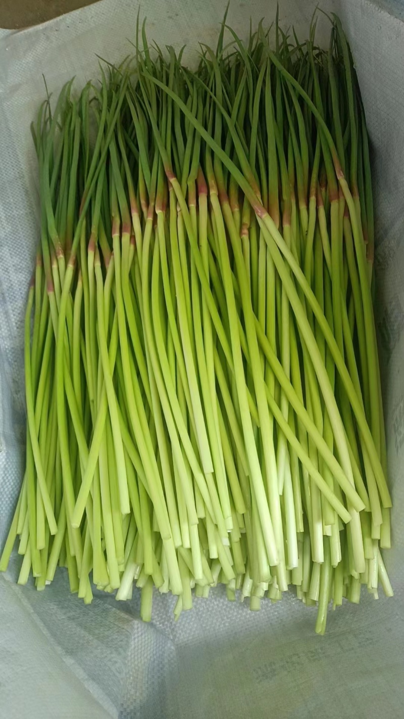 【实力热卖】河南蒜苔红帽蒜薹现拔现发可对接商超批发市场