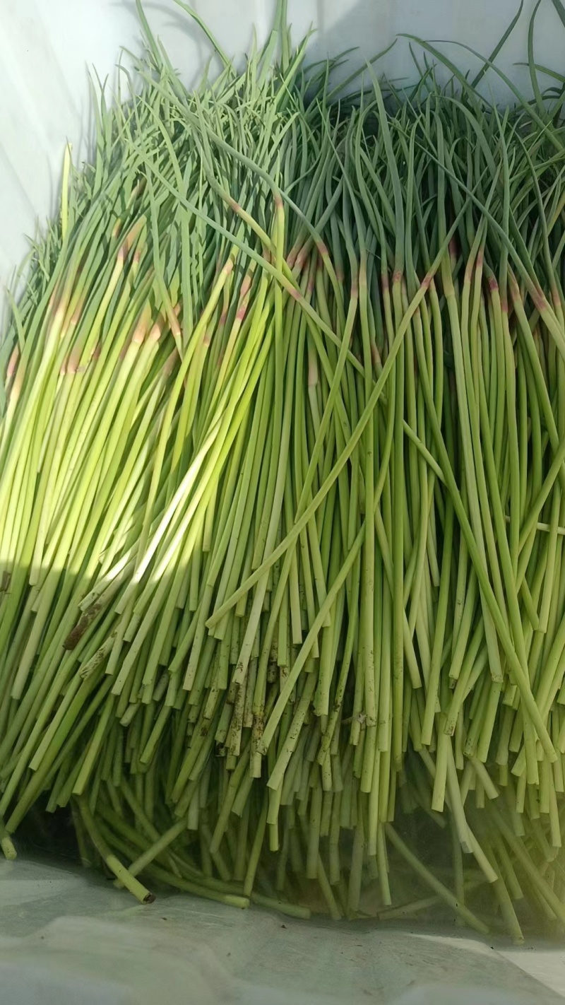 【实力热卖】河南蒜苔红帽蒜薹现拔现发可对接商超批发市场