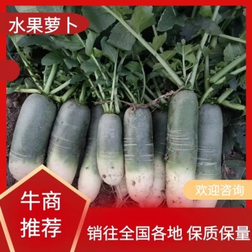 【实力热卖】水果萝卜大量现货可对接商超现拔现发欢迎选购