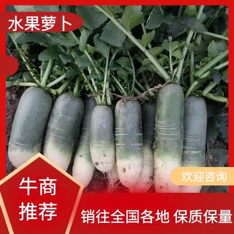 【实力热卖】水果萝卜大量现货可对接商超现拔现发欢迎选购