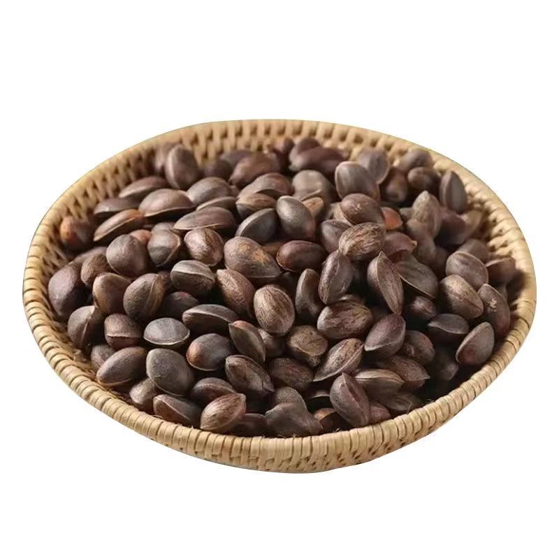 山西精品落水松子产地一手货源质量保证欢迎来电咨询
