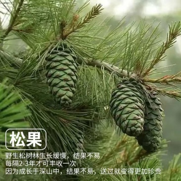 山西临汾精品松塔产地一手货源欢迎来电咨询