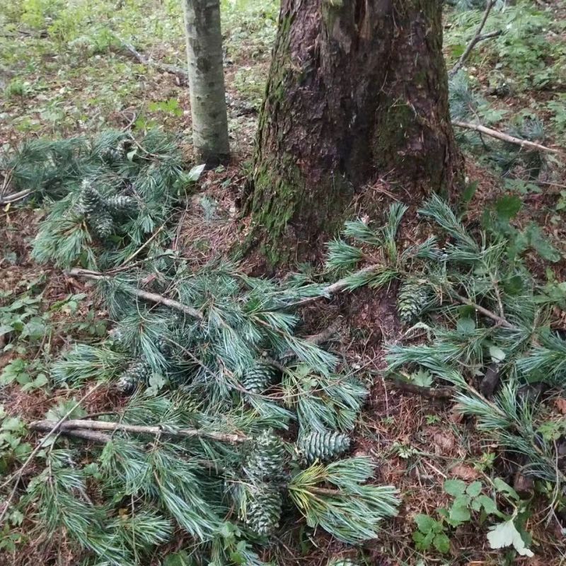 山西临汾精品松塔产地一手货源欢迎来电咨询