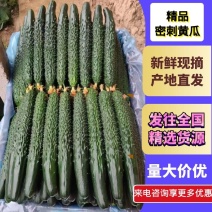 优质黄瓜鲜花带刺品种纯质量好对接全国电商批发商商超市场