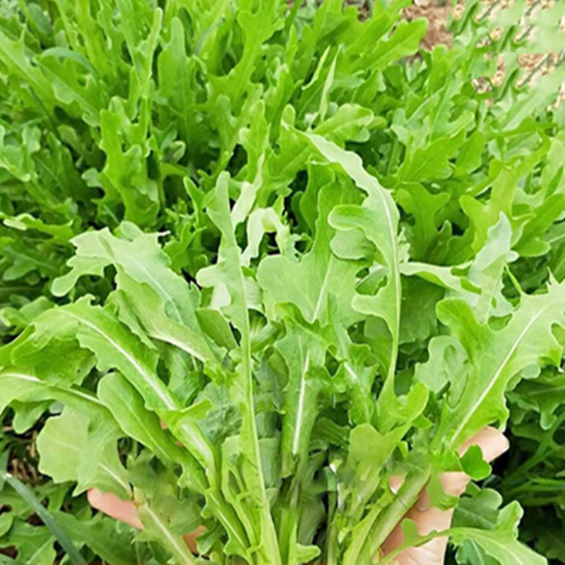 脆甜沙拉菜种子花丫甜唛菜花芽甜麦菜种子锯齿生菜种子