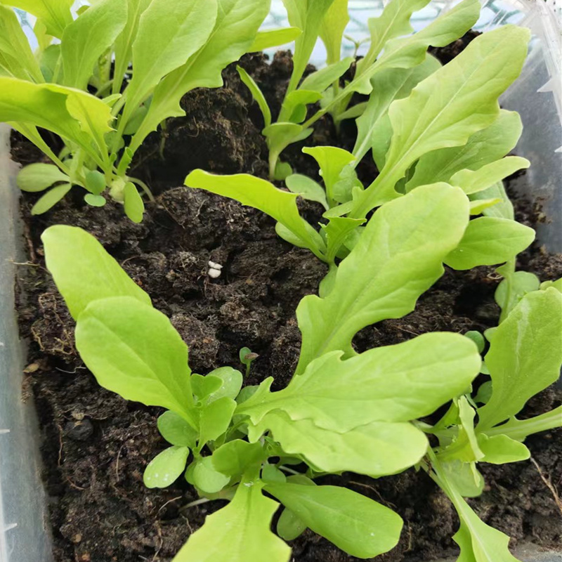 脆甜沙拉菜种子花丫甜唛菜花芽甜麦菜种子锯齿生菜种子