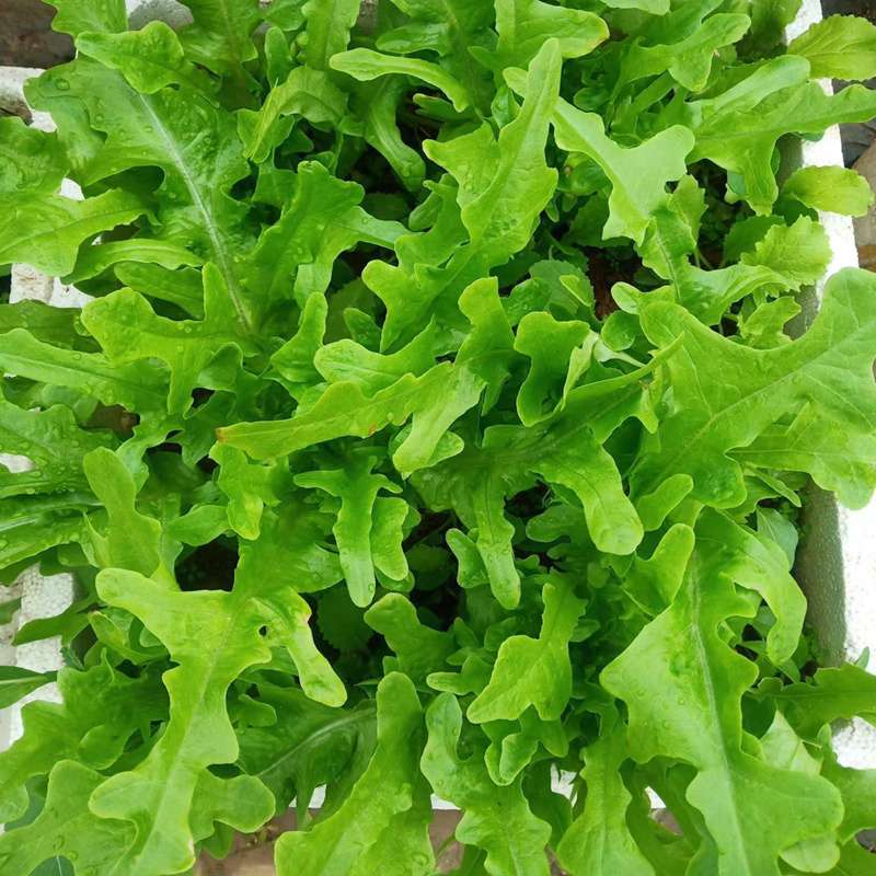 脆甜沙拉菜种子花丫甜唛菜花芽甜麦菜种子锯齿生菜种子