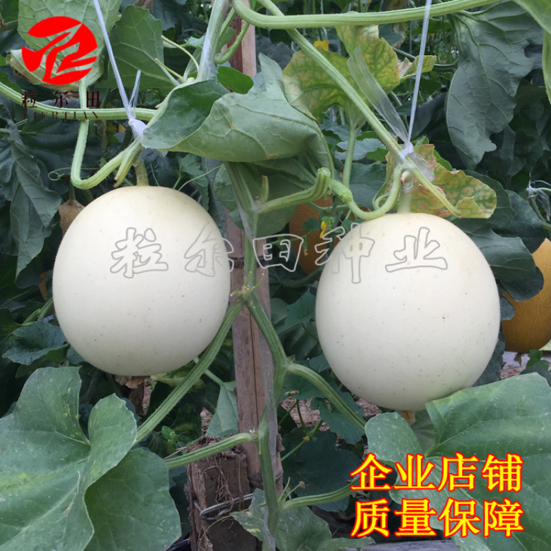 白雪蜜白皮白肉甜瓜种子果肉蜜甜口感好春秋大棚露地种植包邮