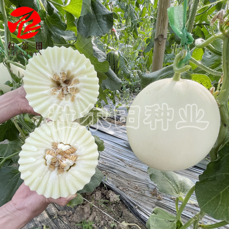 白雪蜜白皮白肉甜瓜种子果肉蜜甜口感好春秋大棚露地种植包邮