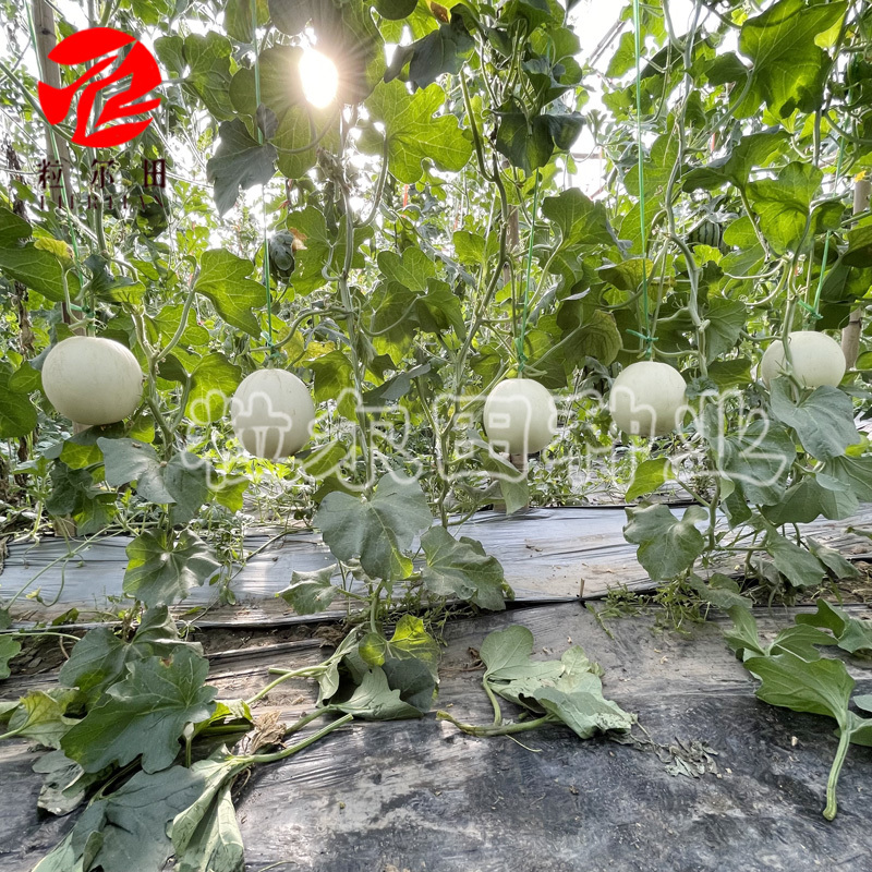 白雪蜜白皮白肉甜瓜种子果肉蜜甜口感好春秋大棚露地种植包邮