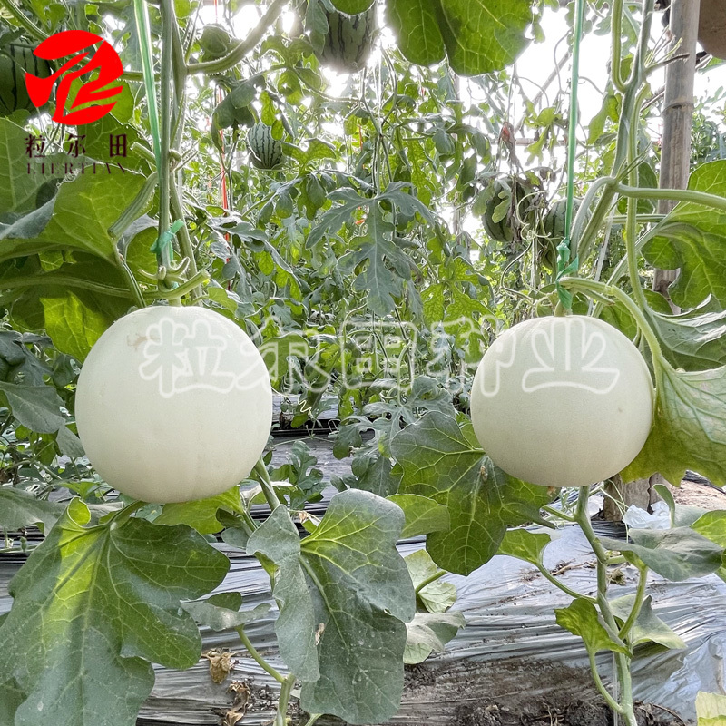 白雪蜜白皮白肉甜瓜种子果肉蜜甜口感好春秋大棚露地种植包邮