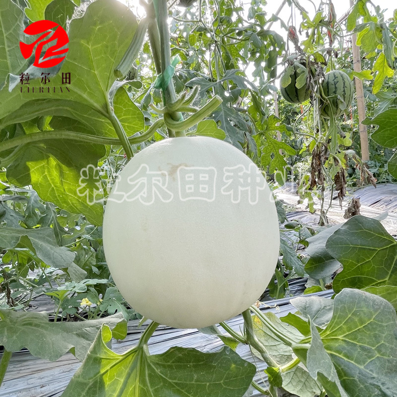 白雪蜜白皮白肉甜瓜种子果肉蜜甜口感好春秋大棚露地种植包邮