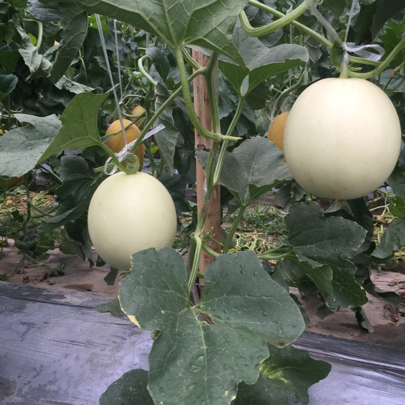 白雪蜜白皮白肉甜瓜种子果肉蜜甜口感好春秋大棚露地种植包邮