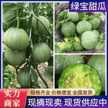 《精选》绿宝甜瓜安阳甜瓜基地现摘现发一条龙服务