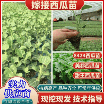 富民苗厂常年出售，代育各种：嫁接8424，美都西瓜苗