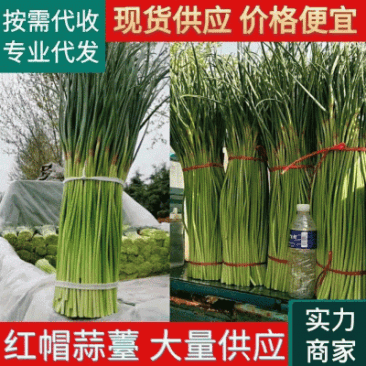 【红帽蒜苔】中牟蒜薹大量供应货源充足对接全国市场电商
