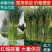 【红帽蒜苔】中牟蒜薹大量供应货源充足对接全国市场电商