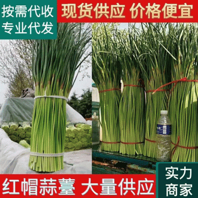 【红帽蒜苔】中牟蒜薹大量供应货源充足对接全国市场电商