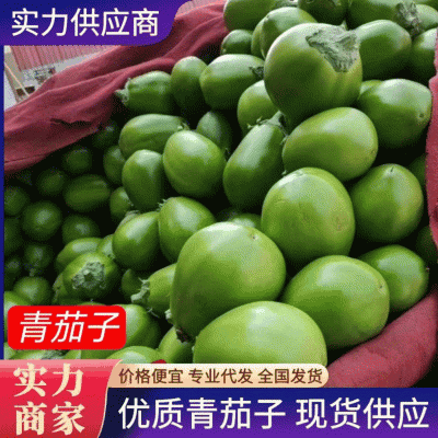 （产地直供）青茄子中牟茄子青茄基地直供一条龙服务