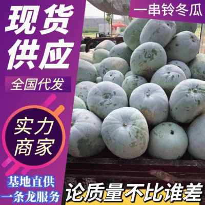 【基地直供】一串零冬瓜大量上市品质好价格低欢迎抢购