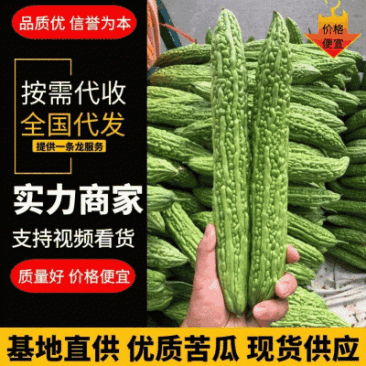 【优质苦瓜】条直无虫眼电商包装货源充足大量供应