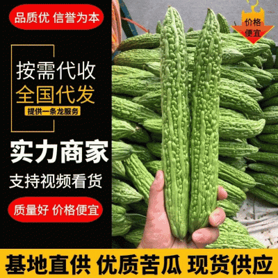 【优质苦瓜】条直无虫眼电商包装货源充足大量供应