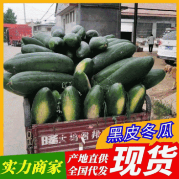【推荐】河南中牟黑皮冬瓜产地直发量大质量保证诚信代发
