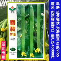 春秋915丝瓜种子长丝瓜种子高产抗病光滑顺直