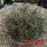 百花蛇舌草